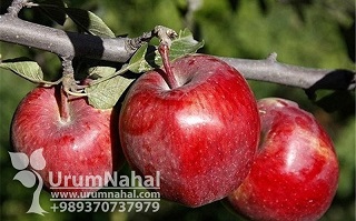نهال سیب لبنان
