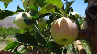 نهال-سیب